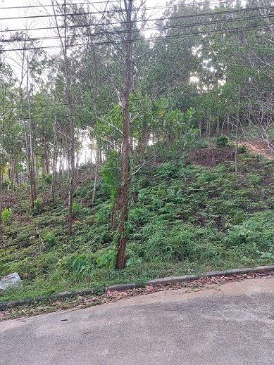 ขายที่ดิน